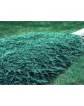 Можжевельник прибрежный Блю Пасифик | Ялівець береговий Блю Пасіфік | Juniperus conferta Blue Pacific