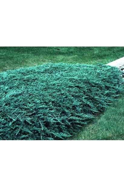 Ялівець береговий Блю Пасіфік