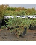 Можжевельник прибрежный Шлягер / Шлагер | Ялівець береговий Шлягер / Шлагер | Juniperus conferta Schlager