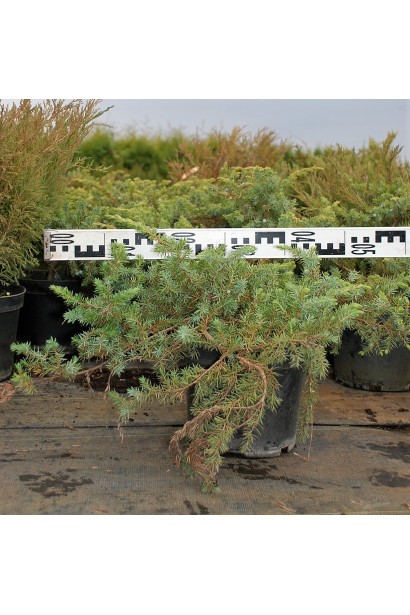 Ялівець береговий Шлягер діаметр 50-60 см