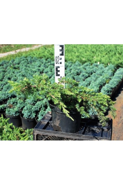 Ялівець береговий Шлягер горщик 5 л, висота 10-15 см