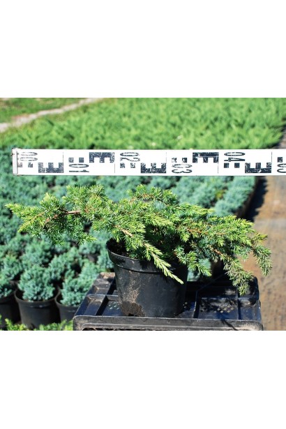 Ялівець береговий Шлягер горщик 5 л, діаметр 40-50 см