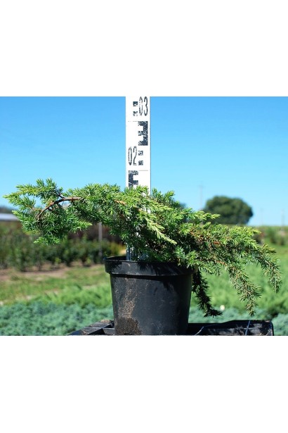 Ялівець Шлягер - контейнер 5 л