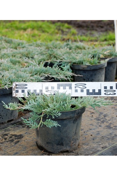 Ялівець горизонтальний Гласієр контейнер 3 л, діаметр 20-30 см