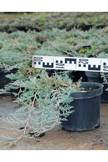 Ялівець горизонтальний Глаціер в горщику 3 л