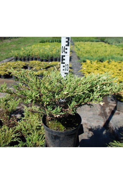 Ялівець Andorra Variegata саджанець С5 висота 30-35 см