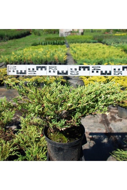 Ялівець Андорра Варієгата саджанець С5 діаметр крони 40-50 см