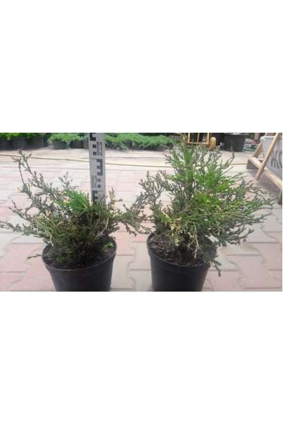 Ялівець Андорра Варієгата саджанці в горщиках