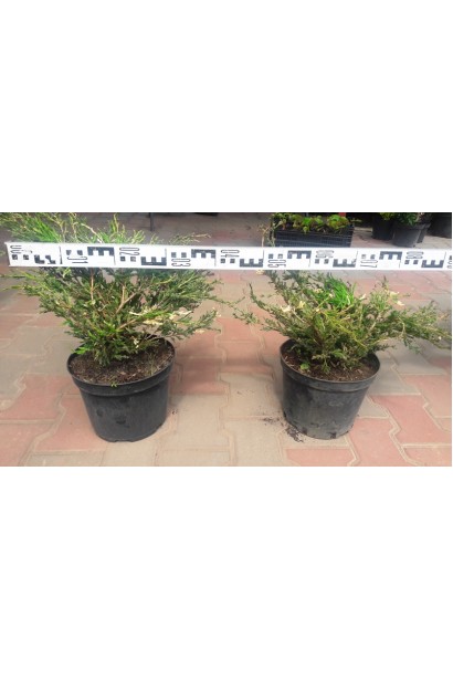 Ялівець карликовий Андорра Варієгата