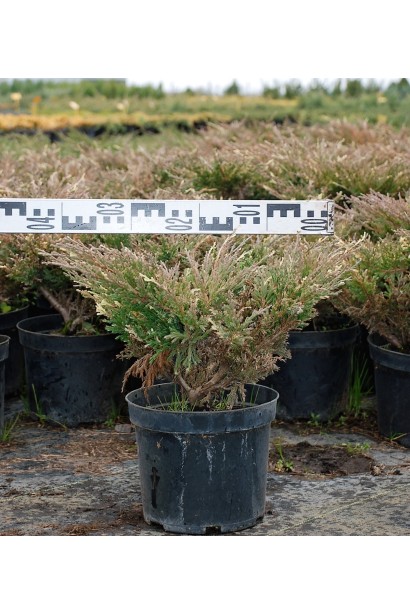 Ялівець Андорра Варієгата діаметр крони 30-40 см