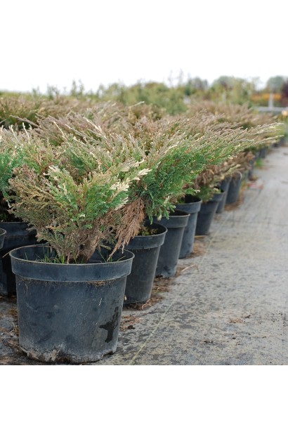 Саджанці ялівцю Андорра Варієгата в контейнерах