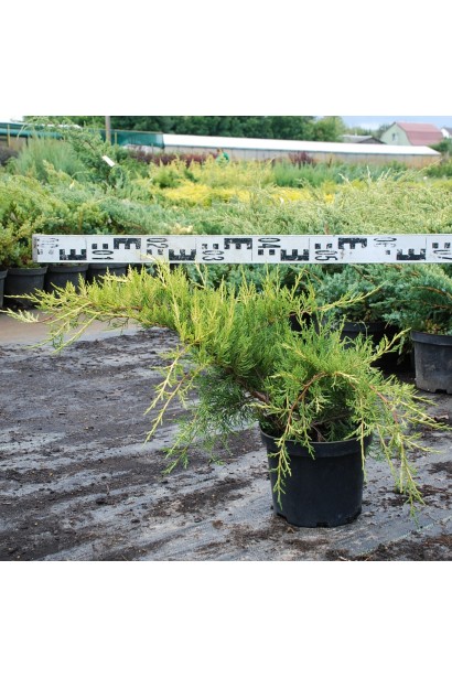 Ялівець середній Голд Кост - контейнер 3 л, діаметр 30-40 см