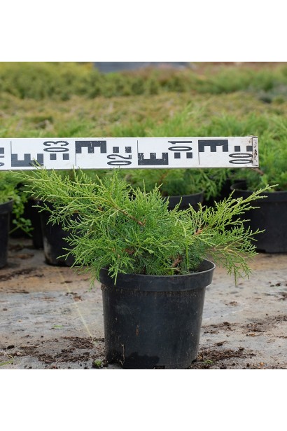 Ялівець середній Голд Кост - контейнер 3 л, діаметр 30-40 см