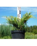 Ялівець середній Голд Кост | Можжевельник средний Голд Кост | Juniperus media Gold Coast