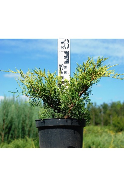 Ялівець середній Голд Кост