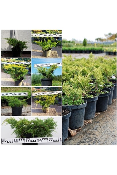 Саджанці ялівцю Голд Кост  в розсаднику