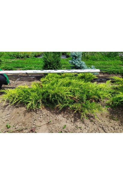 Ялівець середній Голд Кост - в полі розсаднику