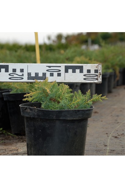 Можжевельник Голд стар - саженец С3, диаметр 15-20 см