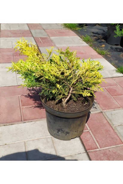 Можжевельник Голд Стар в горшке 3 л