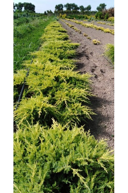  Juniperus media / pfitzeriana Gold Star