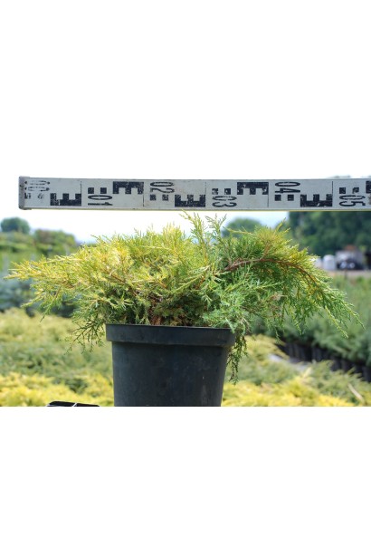 Можжевельник Голд Стар - контейнер 5 л, диаметр 40-50 см