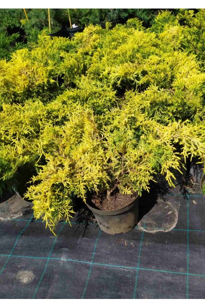 Яркая золотисто-желтая хвоя можжевельника Голд Стар