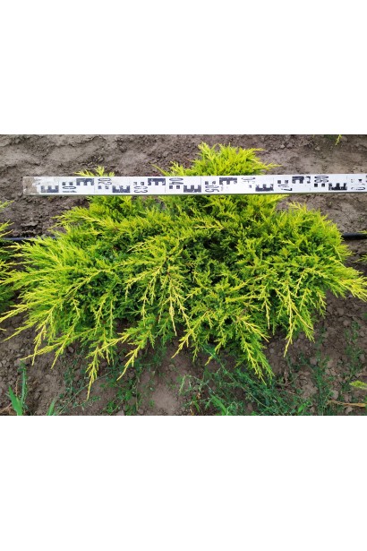 Можжевельник Голд Стар диаметр кроны 80-90 см