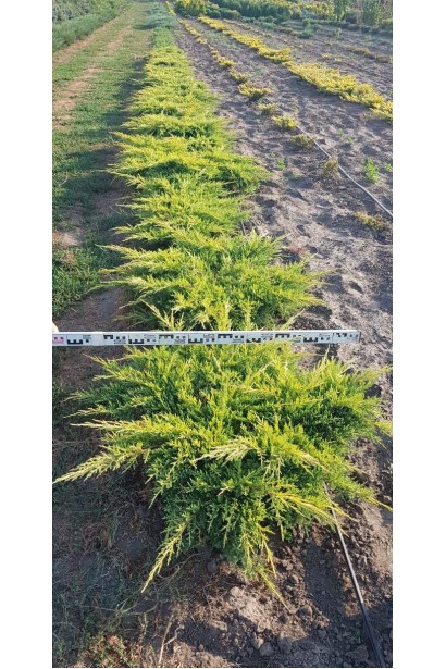 Можжевельник средний Голд Стар - саженцы в поле в питомнике, диаметр кроны 80-100 см