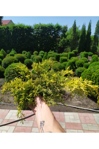 Можжевельник желтый Голд Стар