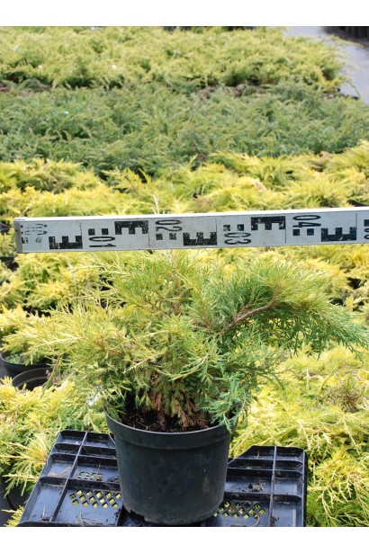 Juniperus pfitzeriana Gold Star