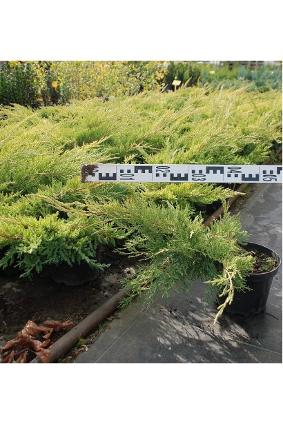 Можжевельник Голд Стар - контейнер 3 л, диаметр 40-45 см