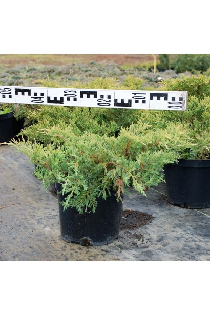 Можжевельник средний Голд Стар - горшок 5 л, диаметр 40-50 см