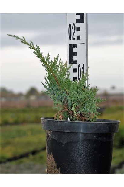 Можжевельник средний Пфитцериана Компакта - 3л/20см/Ø20см