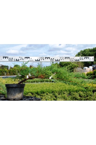 Можжевельник средний Пфитцериана Компакта - 5л/Ø80см