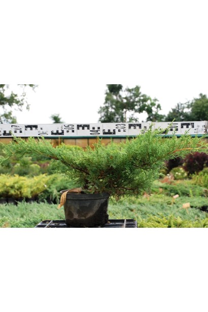 Можжевельник средний Пфитцериана Компакта - 5л/Ø80см