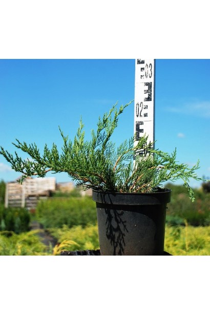 Ялівець козацький Рокері Джем в горщику 3 л, висота 15-20 см