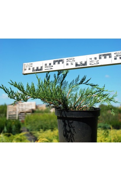 Ялівець козацький Рокері Джем в горщику 3л, діаметр 30-40 см