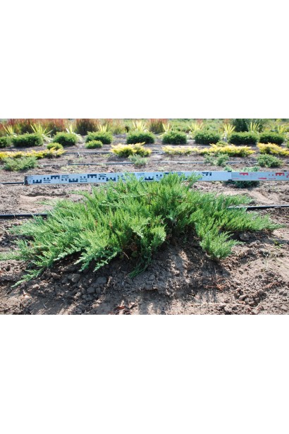 Ялівець козацький Рокері Джем діаметр 110-130 см