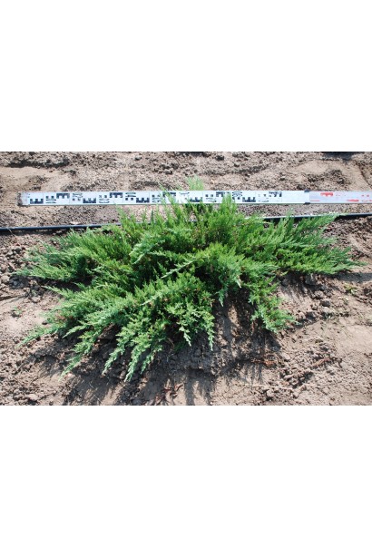 Ялівець Rockery Gem 