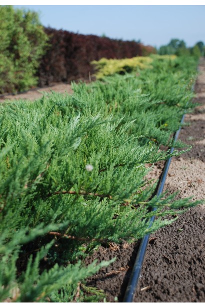 Ялівець Рокері Джем саджанці в розсаднику на полі