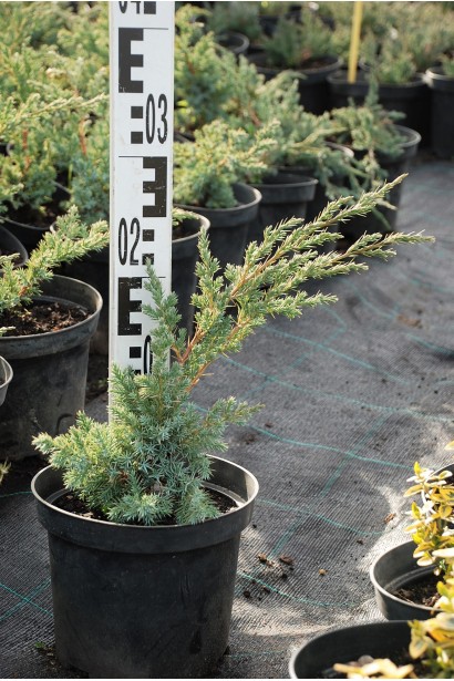 Ялівець лускатий Блю Свід / Ханнеторп