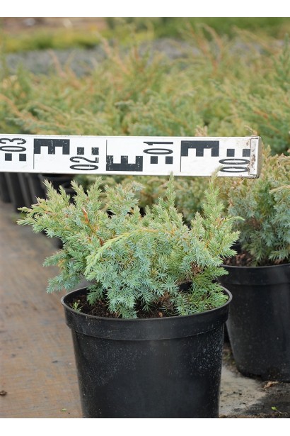 Ялівець лускатий Блю Свід / Ханнеторп