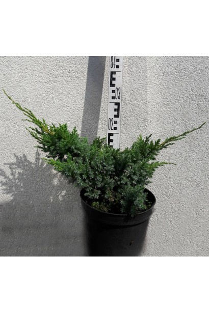 Ялівець лускатий Блю Свід / Ханнеторп