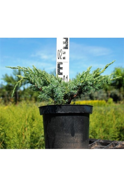 Ялівець лускатий Блю Свід / Ханнеторп