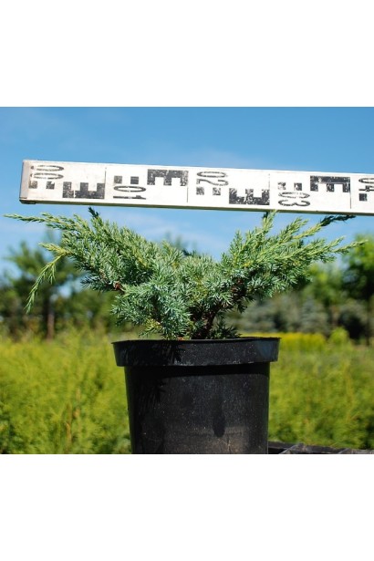 Ялівець лускатий Блю Свід / Ханнеторп