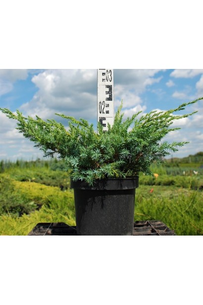 Ялівець лускатий Блю Свід / Ханнеторп  - 3л/вис.20-30см/Ø30-40см