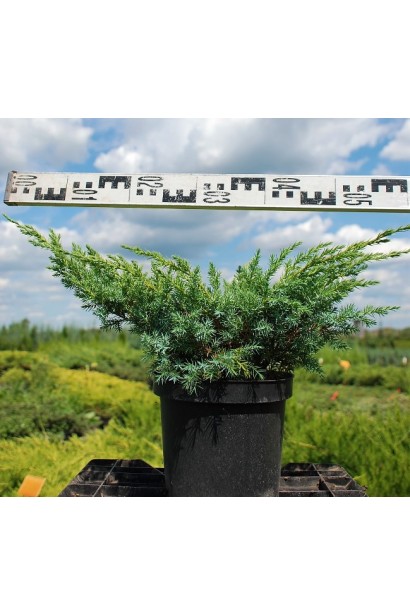 Ялівець лускатий Блю Свід / Ханнеторп - Ø60см