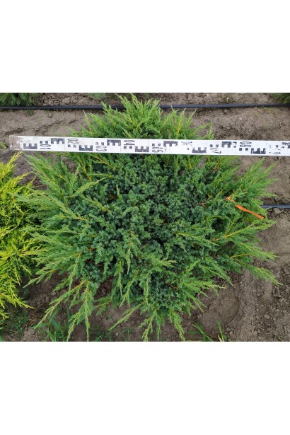 Ялівець лускатий Блю Свід / Ханнеторп  - 3л/Ø80см