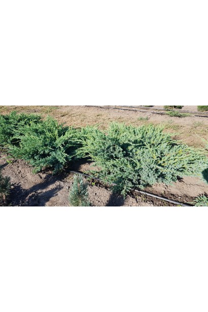 Juniperus squamata Blue Swede / Hunnetorp