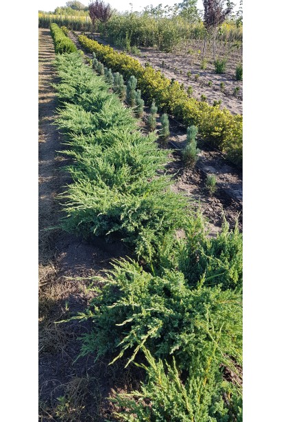 Juniperus squamata Blue Swede / Hunnetorp